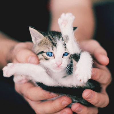 Tiny Adorable Animal Seen On www.coolpicturegallery.us