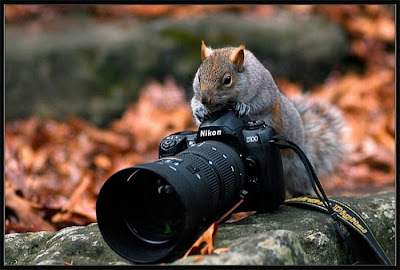 Animal With Camera Seen On www.coolpicturegallery.us