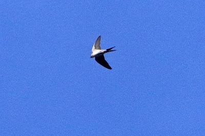 "Barn Swallow - Hirundo rustica, winter visitor gliding above."