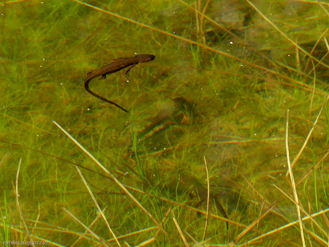 three more newts in the pond