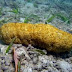 Jelly Gamat Gold G
