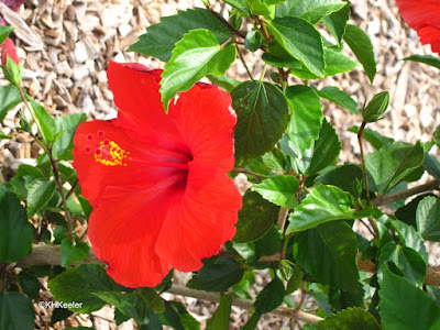 Hibiscus