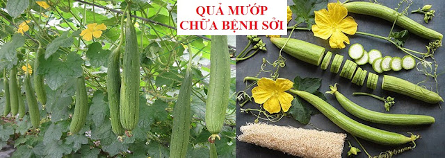 PHÒNG CHỮA BỆNH NHỜ RAU CỦ QUẢ QUANH TA - QUẢ MƯỚP CHỮA BỆNH SỞI