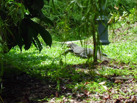 Singapore Botanic Gardens - monitor lizard