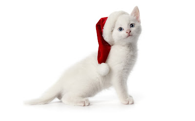Gatito con su gorrito de navidad 