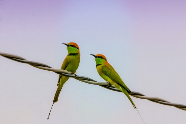 Photo by Lê Nhơn