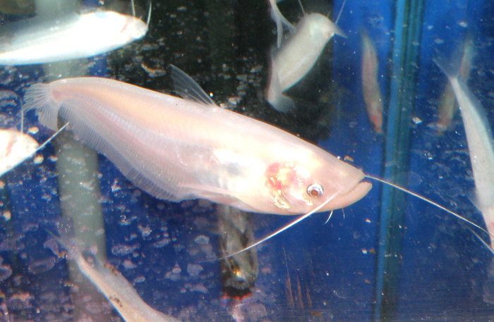 金魚快訊部落格goldfish Messages Blog 歐洲巨鯰白子 Silurus Glanis Albino