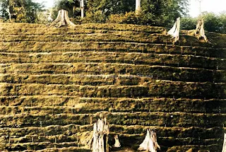 ladang perusahaan kebun teh di pematangsiantar