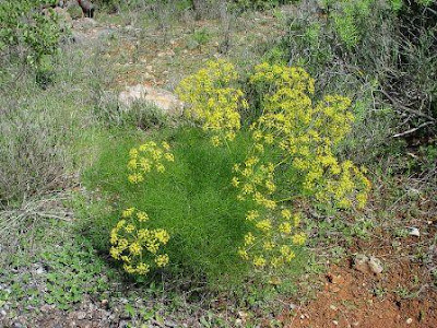 Adas (Foeniculum vulgare)