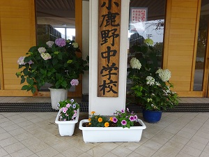 小鹿野町立小鹿野中学校ブログ 生徒玄関前の紫陽花 ７ ３ 水