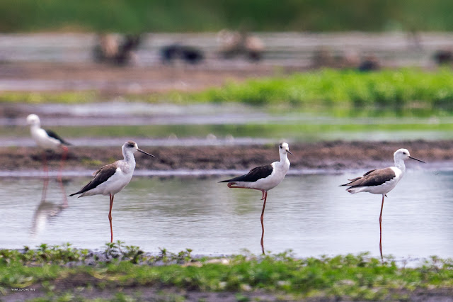 An Bui 2024 Dong Thap - Black Winged Stilt (Cà kheo cánh đen)