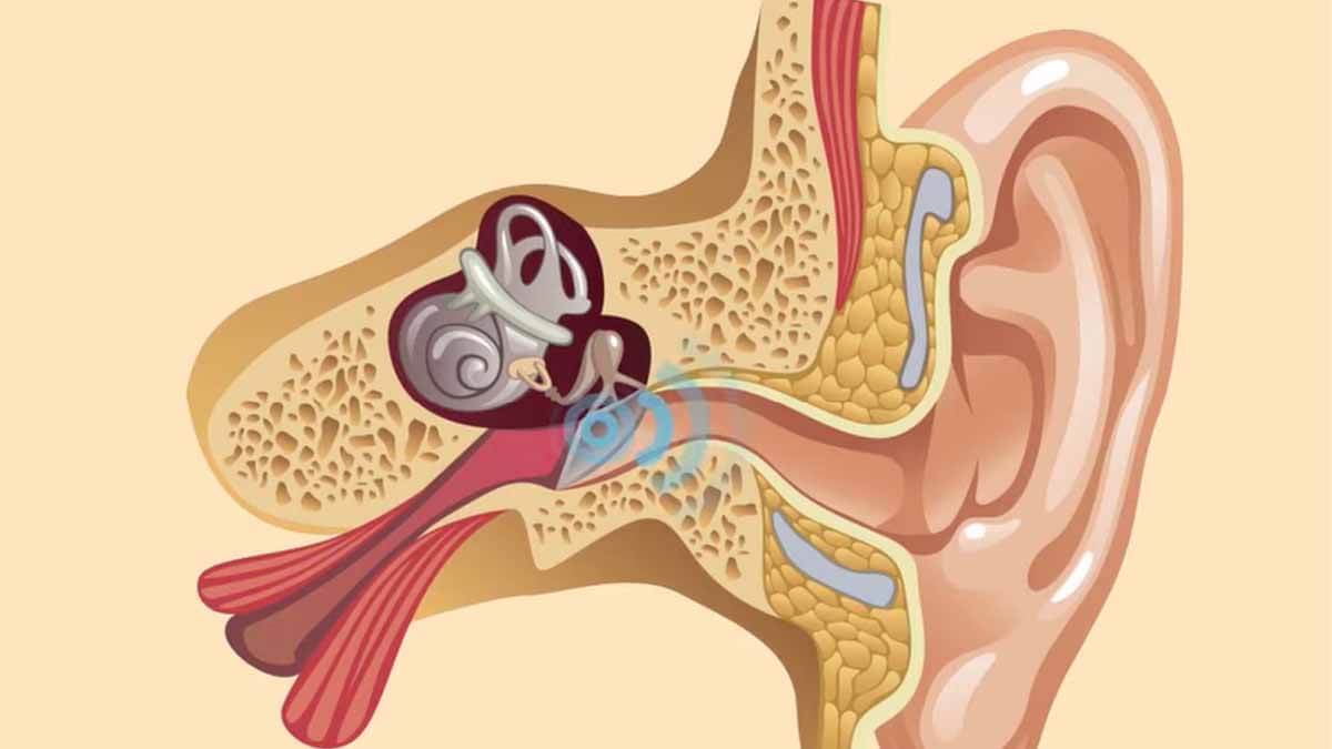 symptoms of an ear infection in adults or what to do if the ear is infected