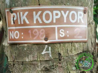 Pohon kelapa Kopyor