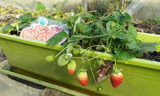 urban farming strawberries