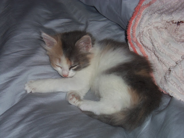 kitten, dilute calico, long hair, sleeping