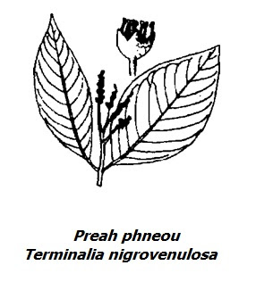 Hình vẽ Preah Phneou - Terminalia nigrovenulosa - Nguyên liệu làm thuốc Chữa Đi Lỏng-Đau Bụng