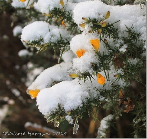 6-snow
