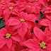 Plant of the Week...Poinsettia