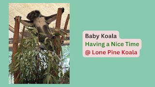 Baby Koala Having a Nice Time at Lone Pine Koala