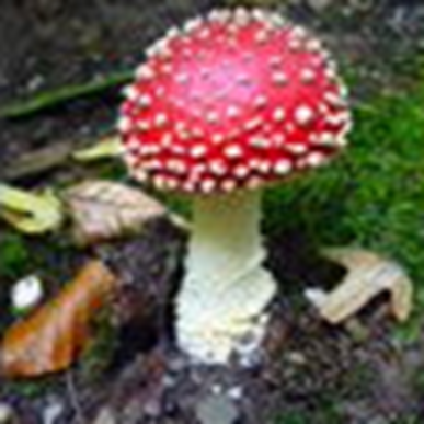 !cid_49412B7C88674B7989FC33E44F689055@SetskePC