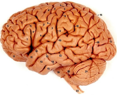  Misteri Otak Besar (Organ Yang Paling Membingungkan)