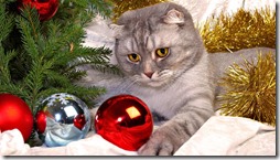 gatos divertidos buscoimagenes (9)