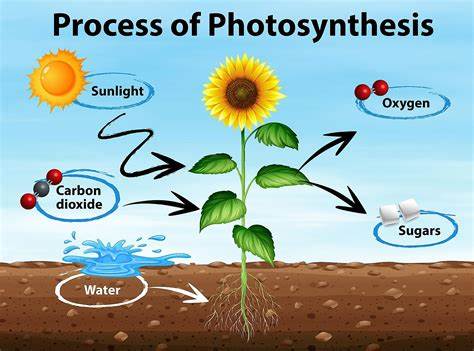  Photosynthetic 