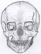 Eggshell Skull