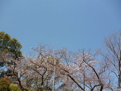 飛行機雲と桜