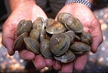 CLAMS