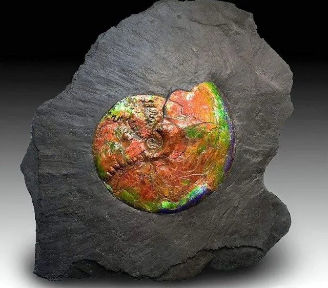 ammolite fossil embedded in shale