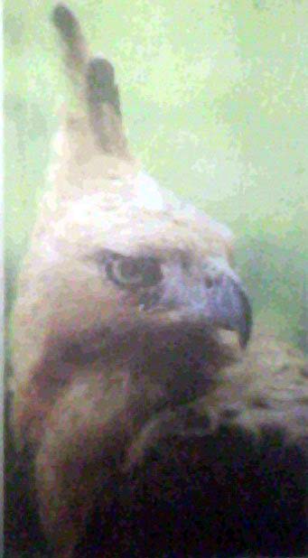 Elang Jawa, Burung Terlangka di Dunia  arsip kula