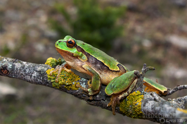 Europäischer Laubfrosch - Hyla arborea