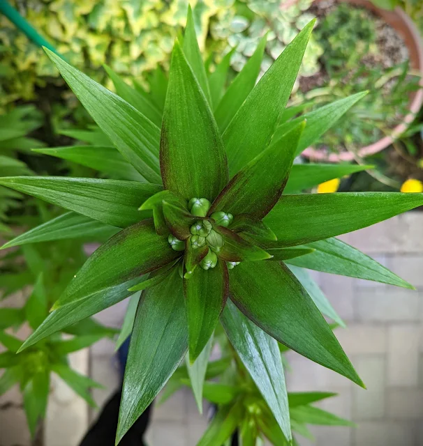 膨らみ始めたユリの花芽