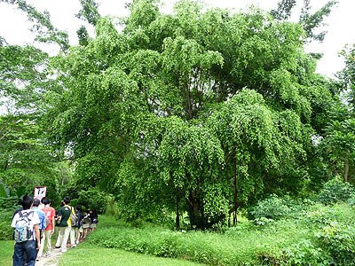 benjamin's fig (Ficus benjamina)