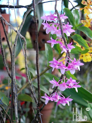 Dendrobium hamatum care and culture