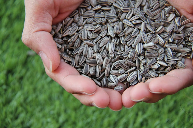 Can Dogs Eat Sunflower Seeds? What happens if a dog eats sunflower seeds?