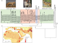 http://sciencythoughts.blogspot.co.uk/2015/08/cryptic-diversity-new-species-of-wolf.html