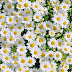 19flowers under Coronavirus spring, flowers bring you a good mood