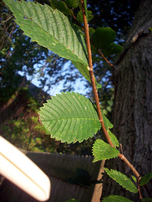 Stem - Woody: stems of tree,