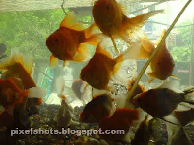 aquarium fishes images. Fish Aquarium Photos and facts