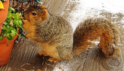 fox squirrel (Sciurus niger)