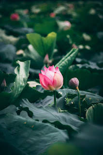 Lotus faluer wallpaper amazing picture Walmart theme