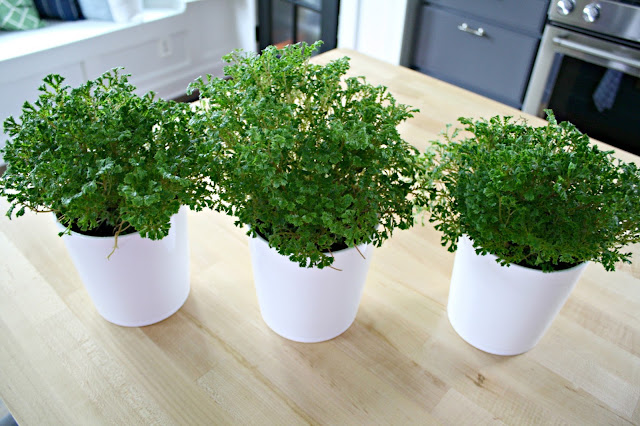 Fern plants for centerpiece