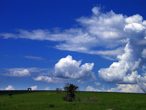 Belos Campos de Trigo e Gramíneas