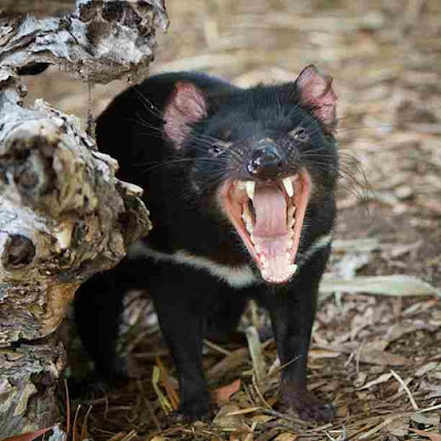 तस्मानियाई शैतान | 3000 साल बाद ऑस्ट्रेलिया के जंगलों में पैदा हुआ शैतान