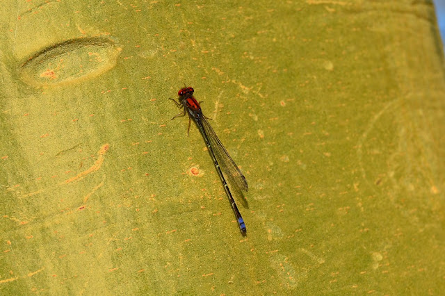 Pseudagrion massaicum