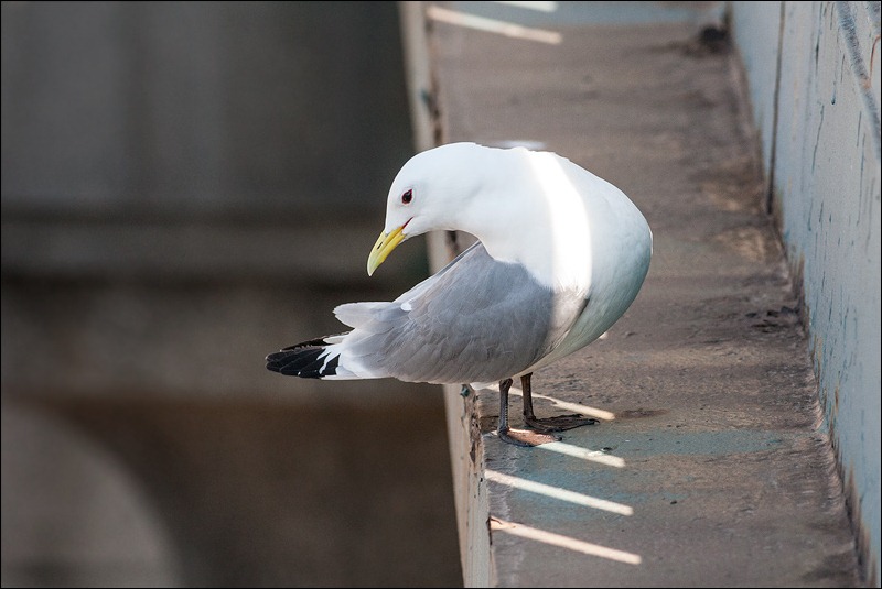 Kittiwake Tyne Bridge