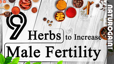herbs-to-increase-male-fertility