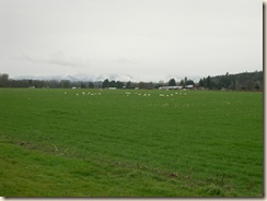 Valley swans